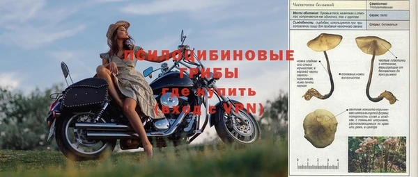 apvp Алзамай